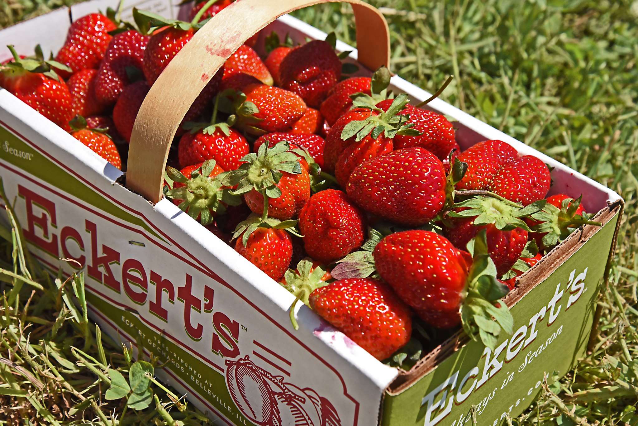 Eckert's Strawberry Festival | Enjoy Illinois