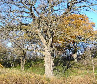 Blackwell Forest Preserve | Enjoy Illinois