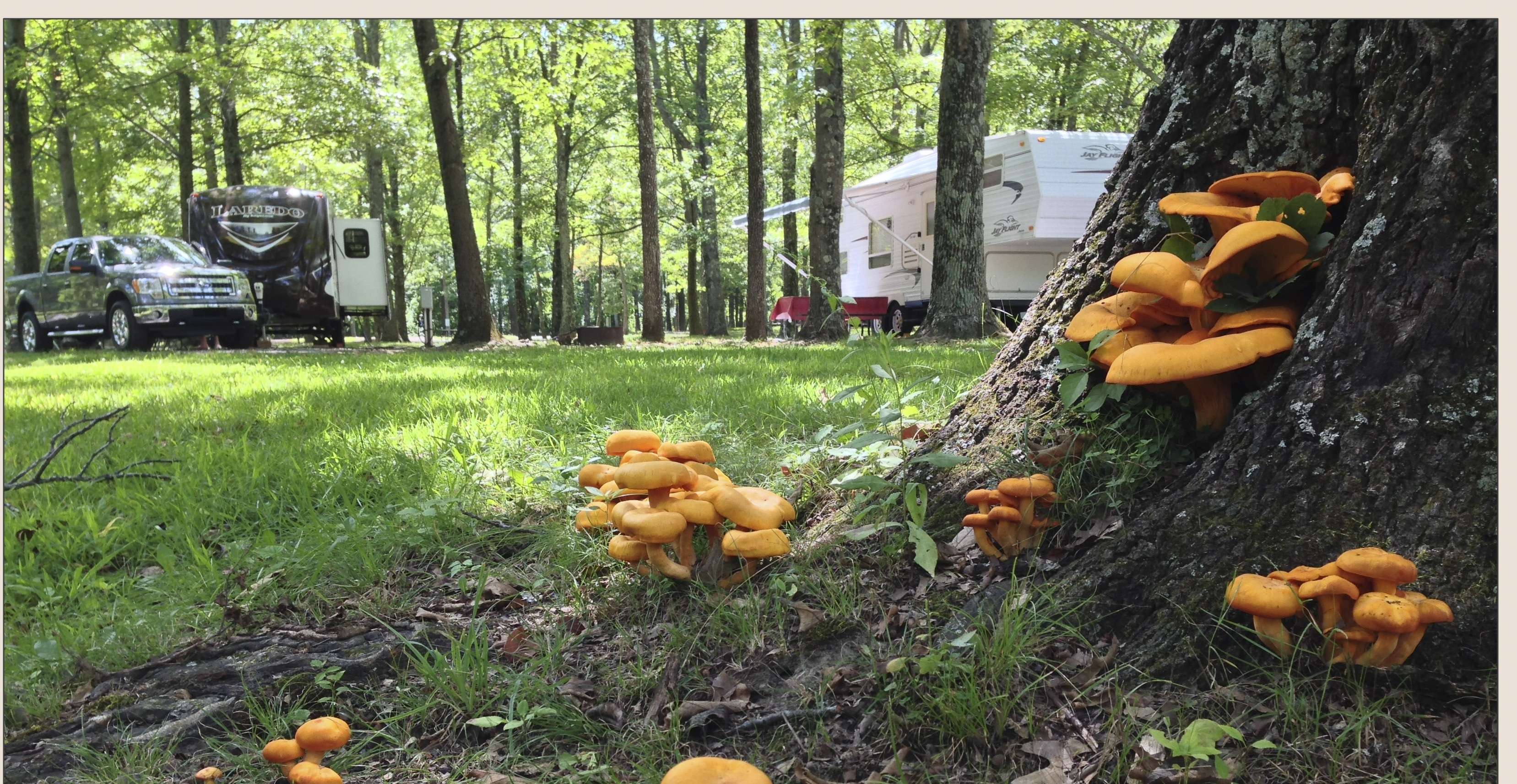 TK Ranch Campground | Enjoy Illinois