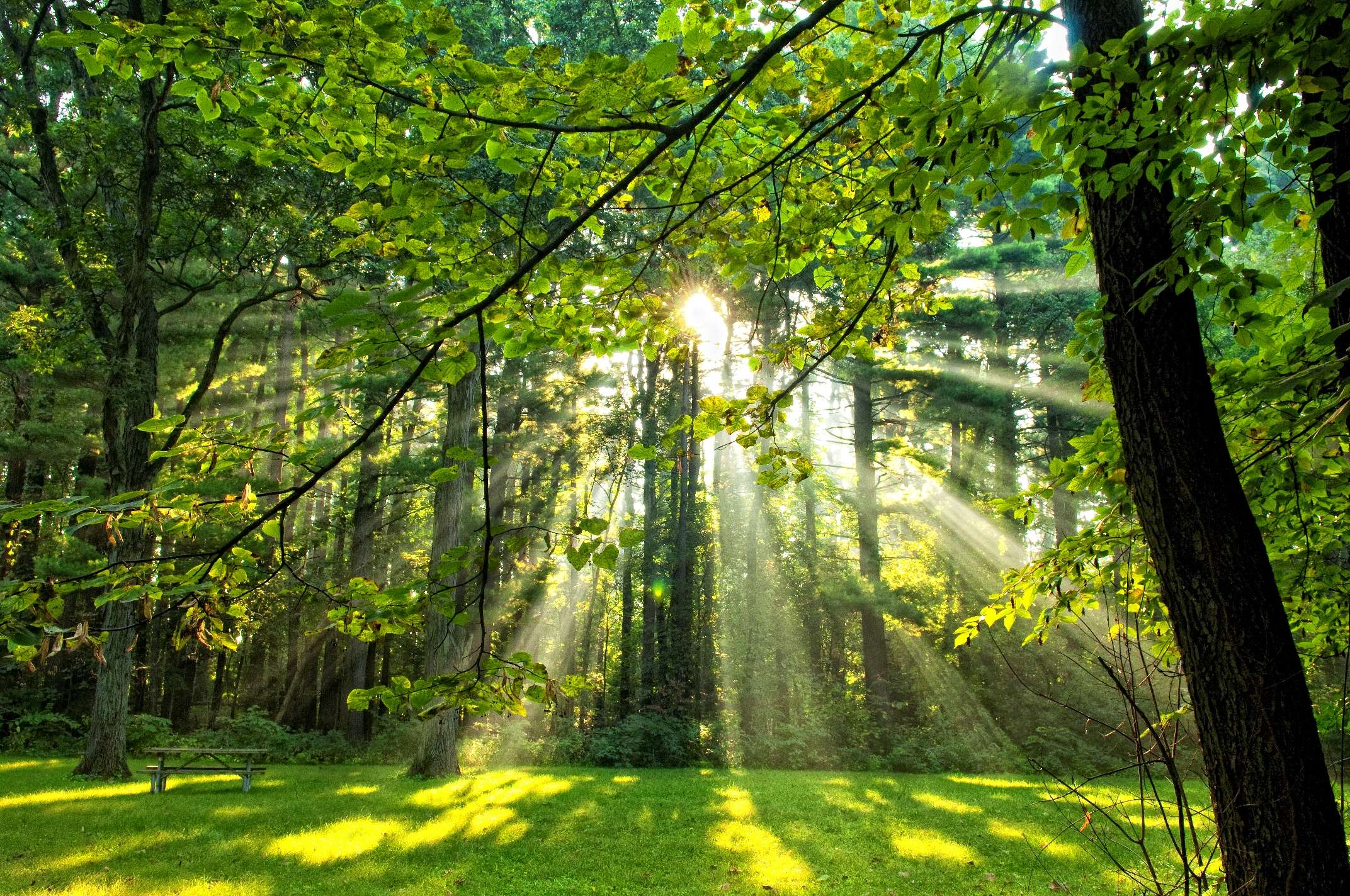Forest Preserves Near Me for Nature Lovers